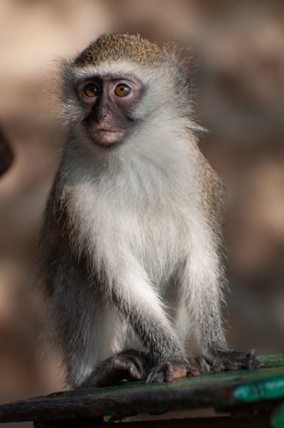 20090810013619 - Mischievous Vervet Monkey in Kruger National Park