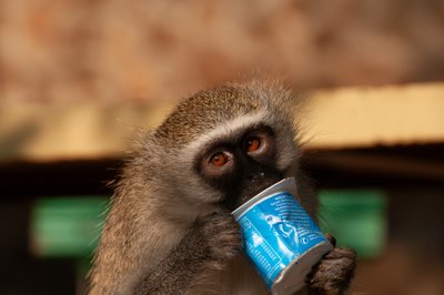 20090810013845 - Mischievous Vervet Monkey in Kruger National Park