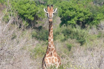 20090810032405 - Giraffe in Kruger National Park