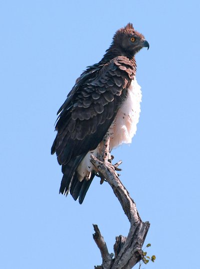 Fish Eagle, Kruger National Park (HDR,crop)