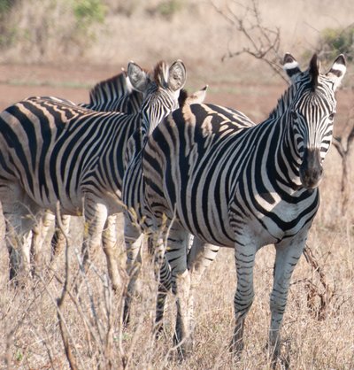20090811012715 - Zebras, Kruger National Park (crop)