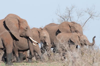 20090811023327 - Elephant Herd Near Hide on Sabie River