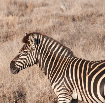 20090811091943 - Zebra, Kruger National Park
