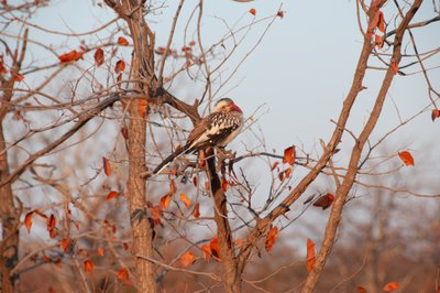 20090811235536 - Resting Hornbill