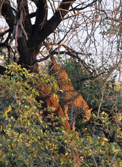 20090812234539 - Leopard in Tree at Kruger National Park (crop)