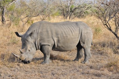 White Rhinoceros in Dry Savanna Grassland