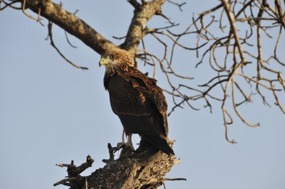 20090815004015 - Tawny Eagle Portrait on Snag