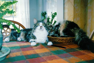 Gowron And Worf On Table