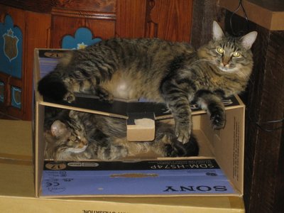 Kitty Condo   Worf And Tony