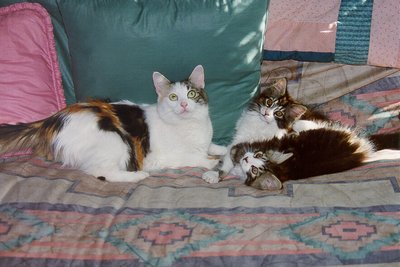 Princess, Gowron And Pumpkin