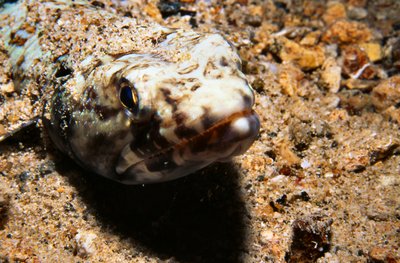 Bonaire 99   Sand Fish