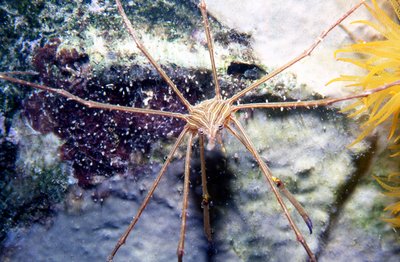 Bonaire 99   Tiny Crab
