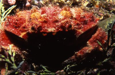 Palau   Crab Decorated