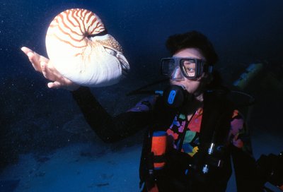 Palau   Kathy With Nautilus
