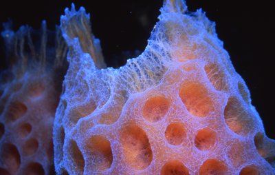 Palau   Purple Pink Tube