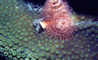 Roatan   Brain Coral With Parasite Blooms