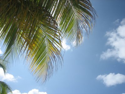 Palms