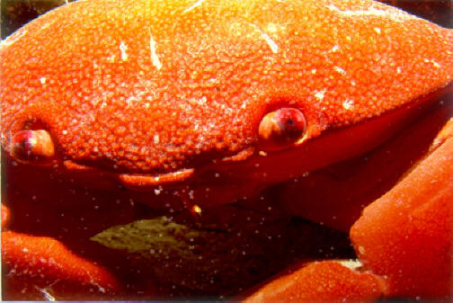 sea crab